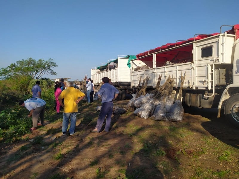 La distribución de plantines se hizo en localidades la  noreste de la provincia: Carolina en el Departamento Goya.