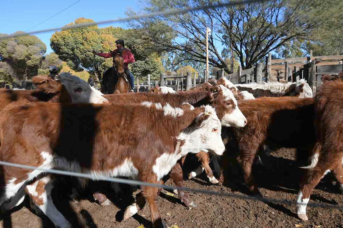 “Se discute en la cancha, siendo productivo y no frenando” dijo el presidente del Círculo de Veterinarios de Tres Arroyos