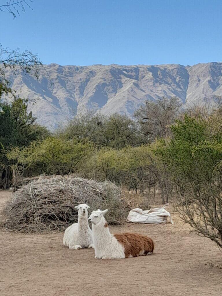 En el Ecoparque Tierra de Oro en Villa Merlo se podrá conocer sobre flora y fauna autóctona