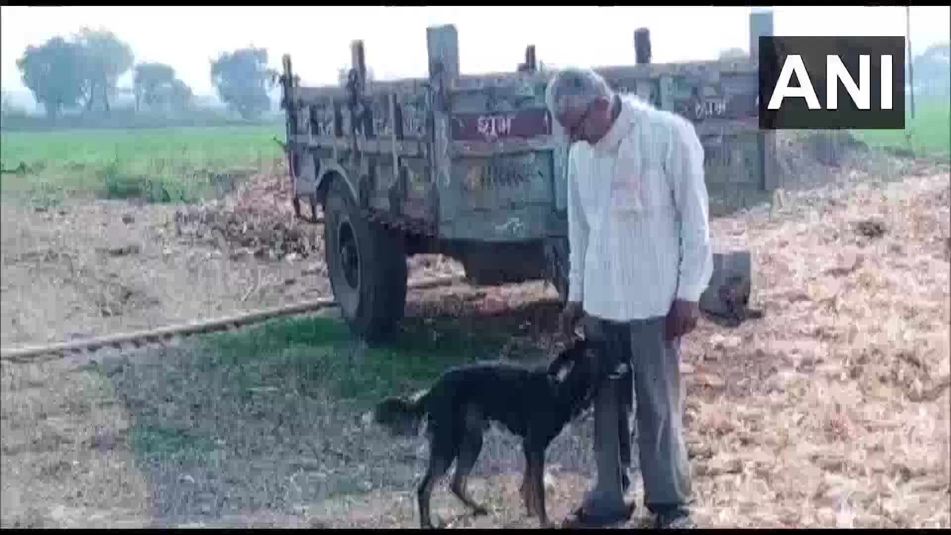 Om Narayan Verma le dejará toda su herencia su perro.