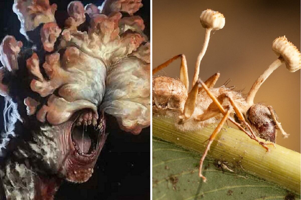 Cordyceps, el hongo de The Last of Us.