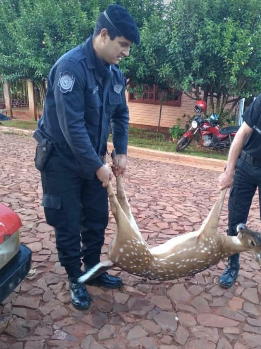 Debieron acorralar al animal en un baldío para poder capturarlo