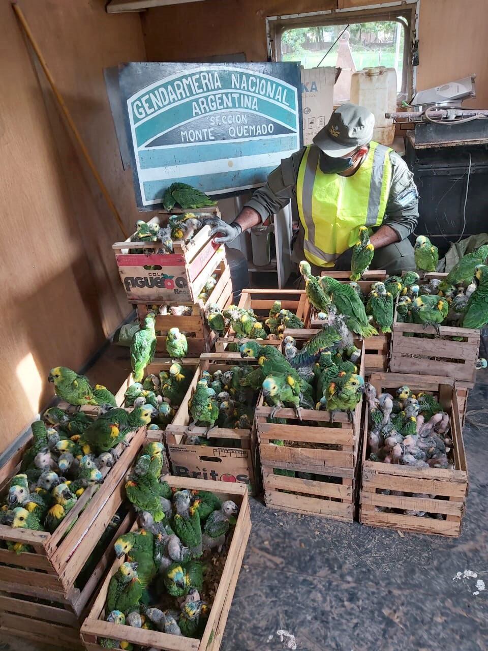 Los ejemplares estaban atrapados en cajas de tomate, en mal estado de salud.