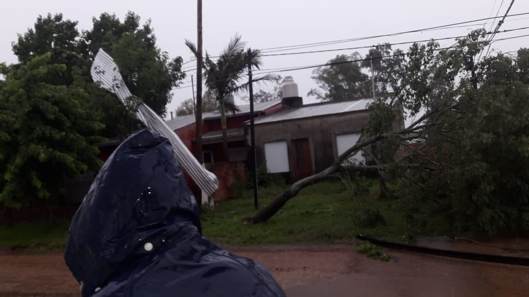 Las ráfagas de viento provocaron caída de árboles