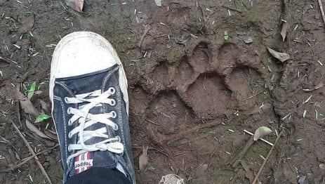 Instalan nuevas cámaras trampa en el Parque Nacional Iguazú.