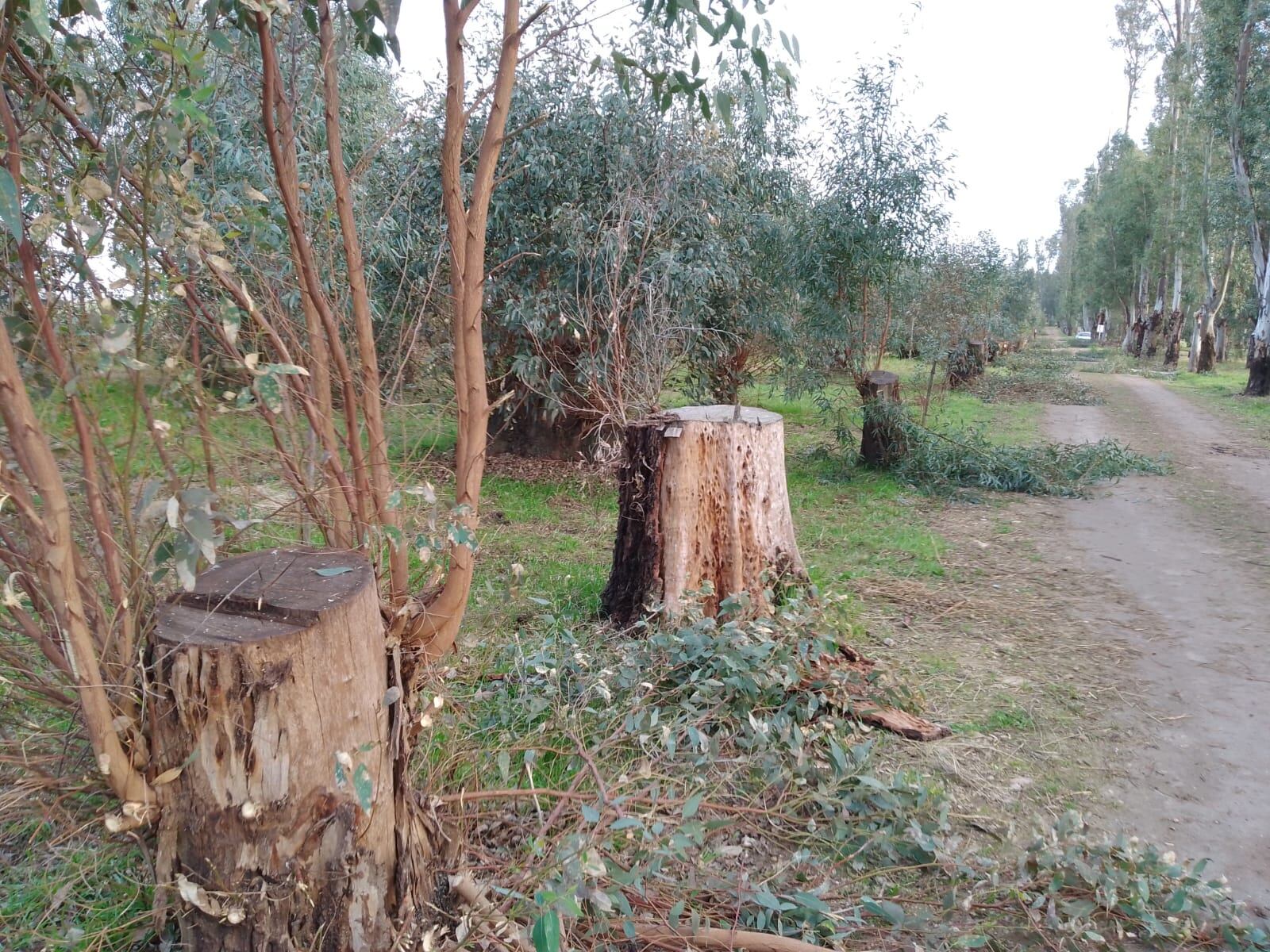 Trabajos de embellecimiento en el Parque Cabañas de Tres Arroyos