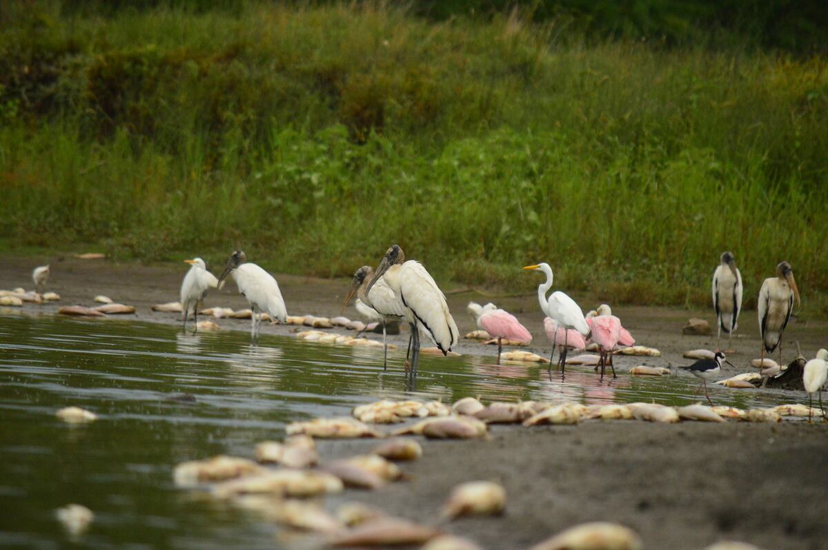 Preocupante: aparecieron miles de peces muertos en un arroyo