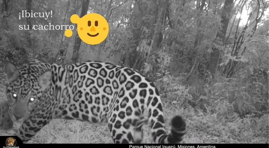 Captan el crecimiento de Ibicuy, el cachorro de yaguareté que ya se pasea por la selva misionera sin su madre.