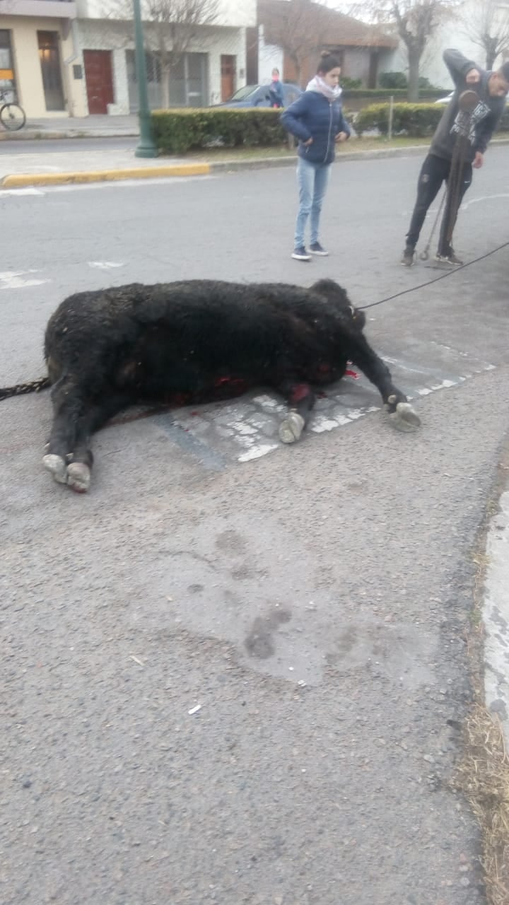 Desbarrancó un camión con vacas en la ruta 3, las vacas en las calles de la ciudad