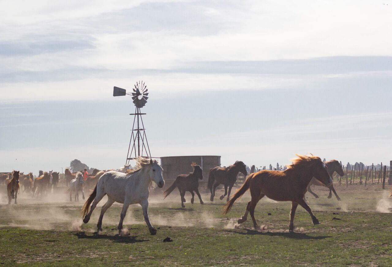 Los caballos son rehabilitados en un predio hasta su posible adopción.