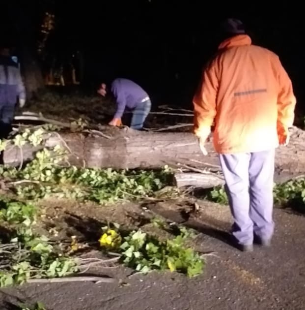 Árboles caídos en San Rafael por el Zonda.