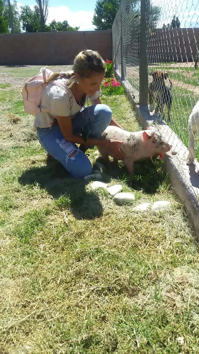 Frida la cerdita en el refugio.