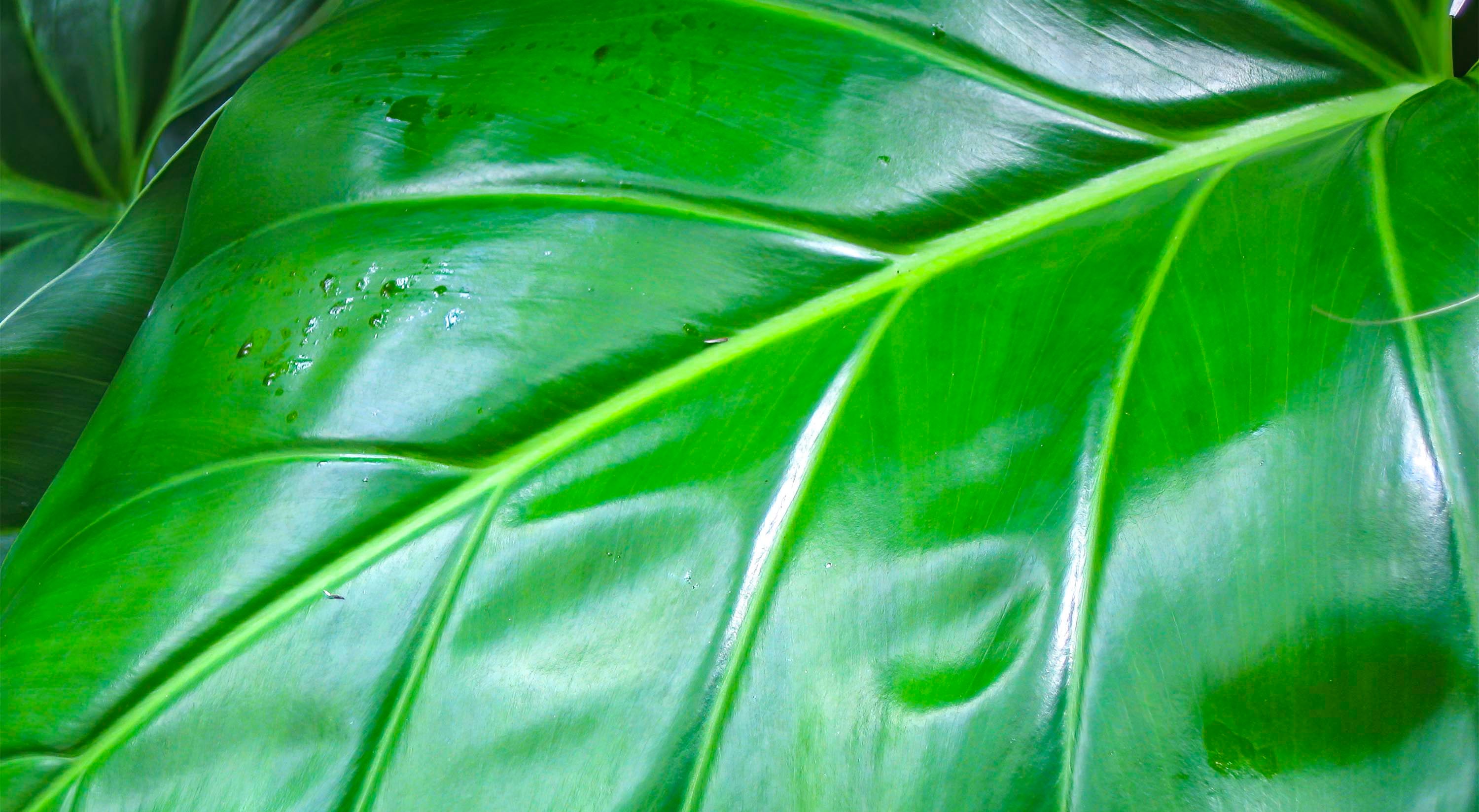 La Alocasia u "oreja de elefante" es una llamativa planta tropical. Limpiemos sus hojas con un trapito húmedo para que no se obstruyan sus poros.