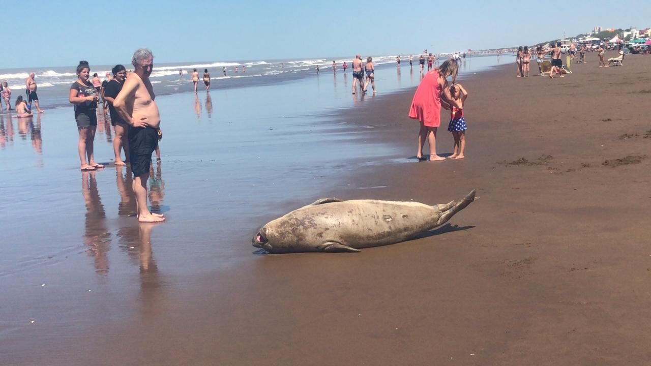 Elefante Marino en Claromecó