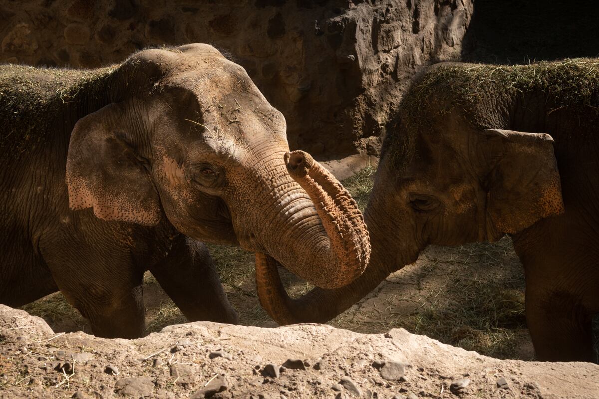 Llegaron los camiones para trasladar a Pocha y Guillermina, las elefantas del ex zoo de Mendoza