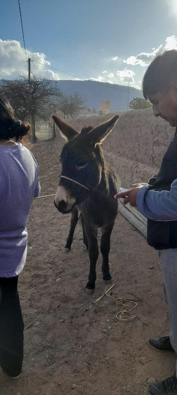 Hallaron a “Ricardito” y descubrieron una faena ilegal en Salta.