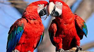 Cuatro ejemplares de guacamayo rojo fueron liberados en los Esteros del Iberá.