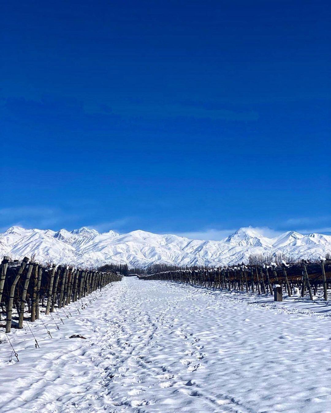 "Adrianna vineyard #Mendoza", comenta junto a la foto el enólogo.