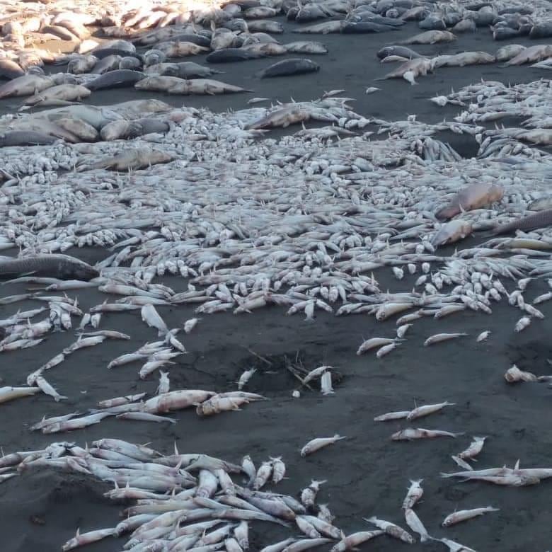 Aparecieron miles de peces muertos en la Laguna de Gómez en Junín