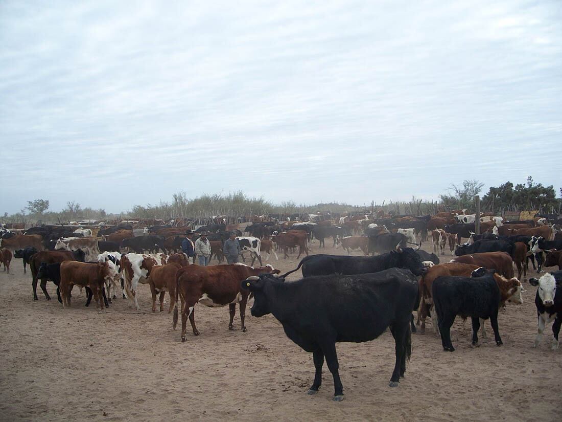 Animales mas resistentes a distintos climas y suelos