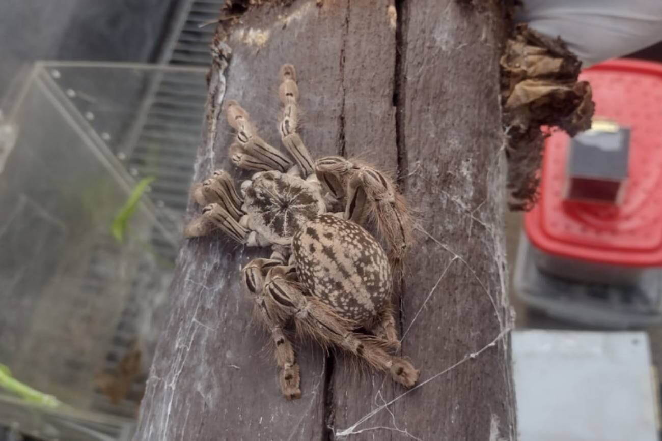 Encuentran 172 arañas, un escorpión y una serpiente en una casa de Córdoba. (Gendarmería Nacional)