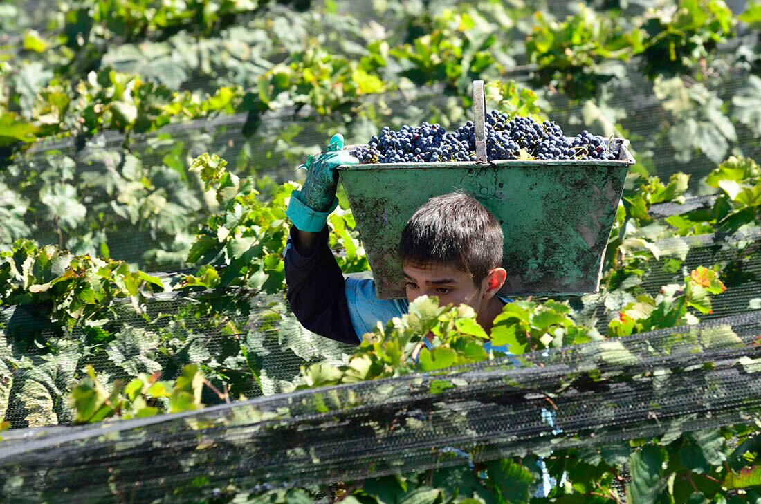 Cosecha de Cabernet sauvignon en el Este de Mendoza.