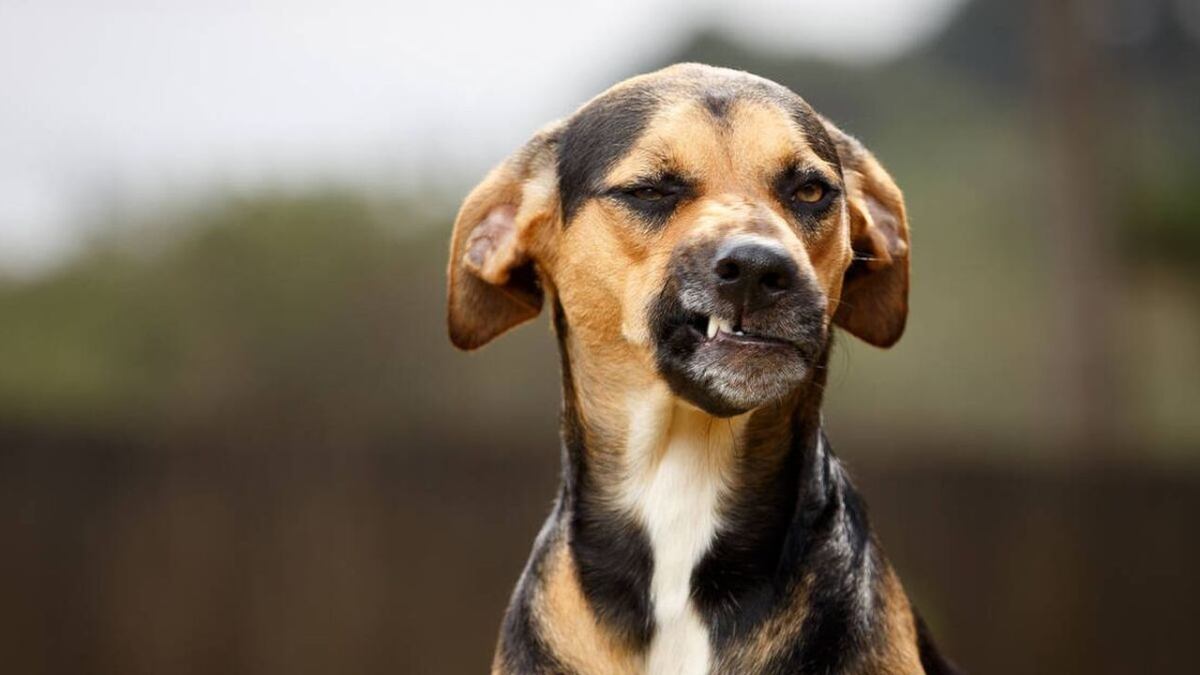 Una pequeña de 2 años fue mordida por un perro en Salta y la familia exige atención médica: “no le conozco la cara al cirujano”