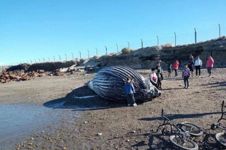 Apareció una ballena muerta en la playa de Comodoro Rivadavia y los vecinos se metieron en su interior para sacarse fotos