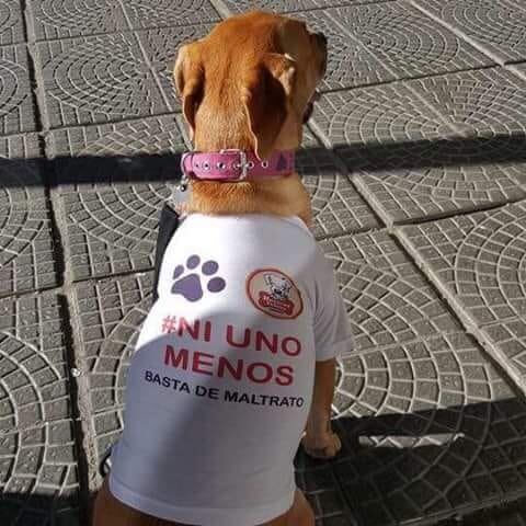 Perro rescatado, durante la jornada de adopción, en la peatonal tucumana.