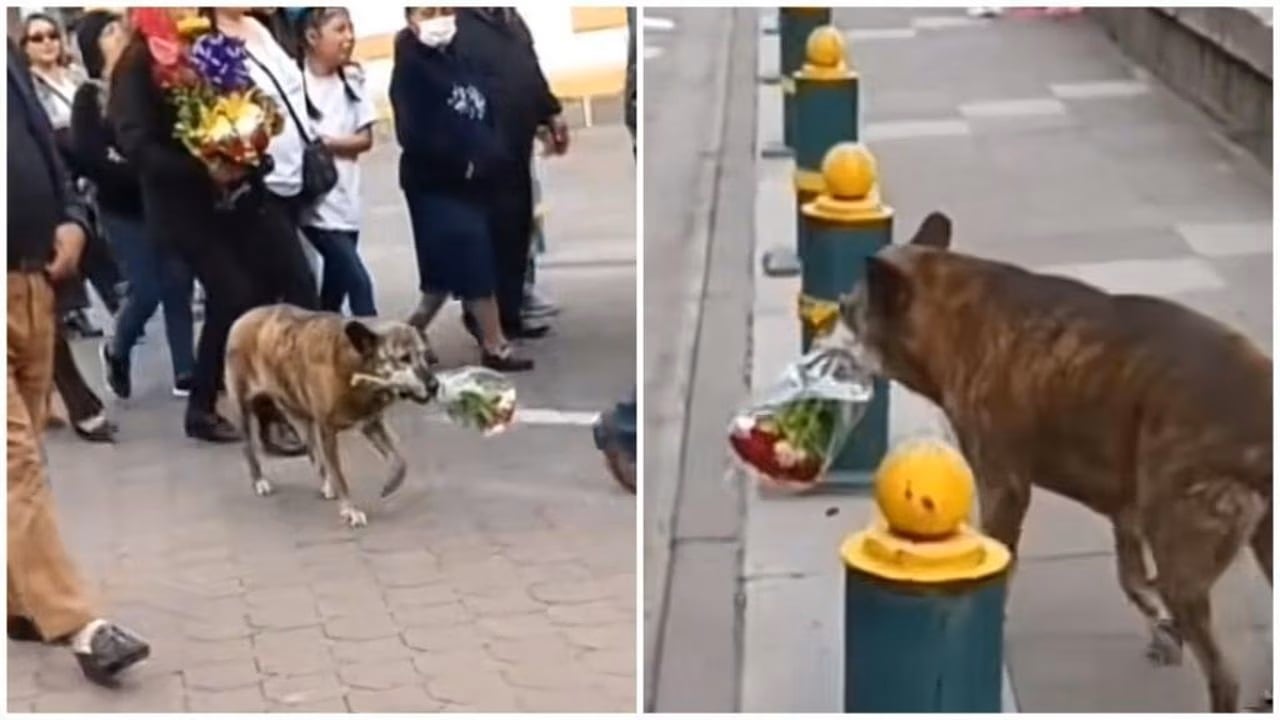 El emotivo gesto del animal se hizo viral. 