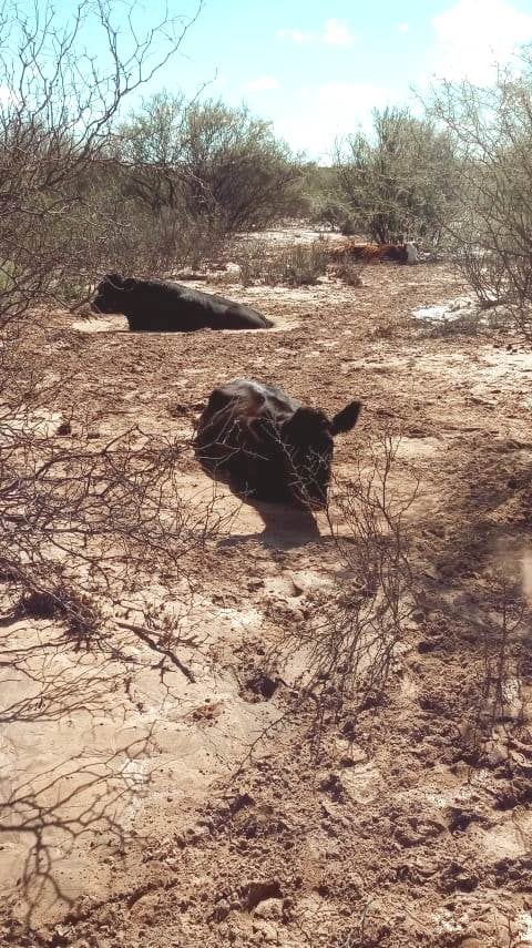 La tormenta del 20 de abril provocó inundaciones en la zona de Colonia Española y animales murieron ahogados bajo el agua o el barro.