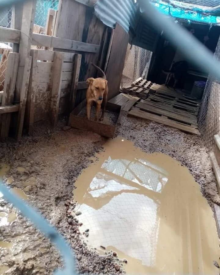 Ángeles de 4 patas, el refugio que necesita ayuda para seguir en pie.