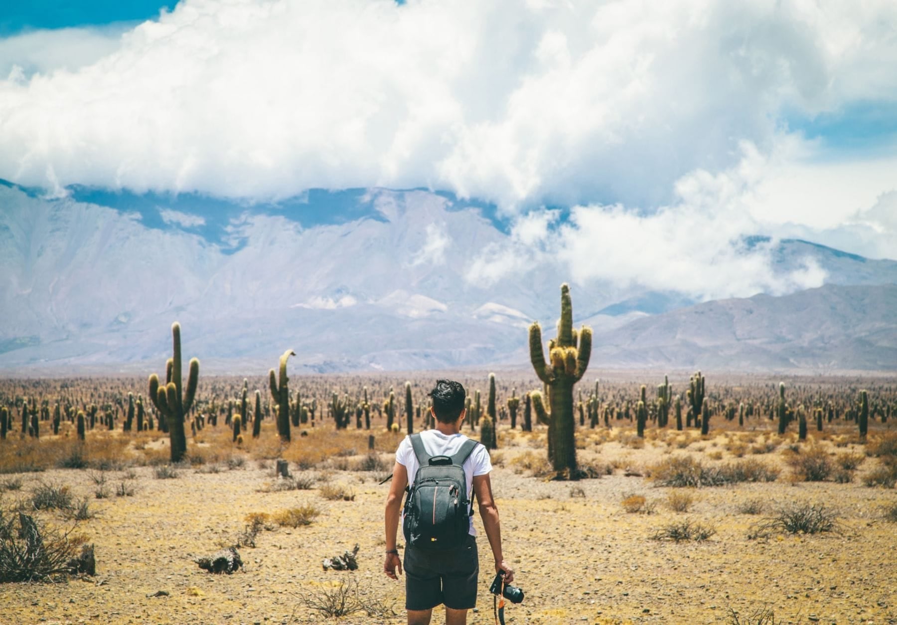 Parque Nacional Los Cardones, Salta (Gentileza: La Ruta Natural)