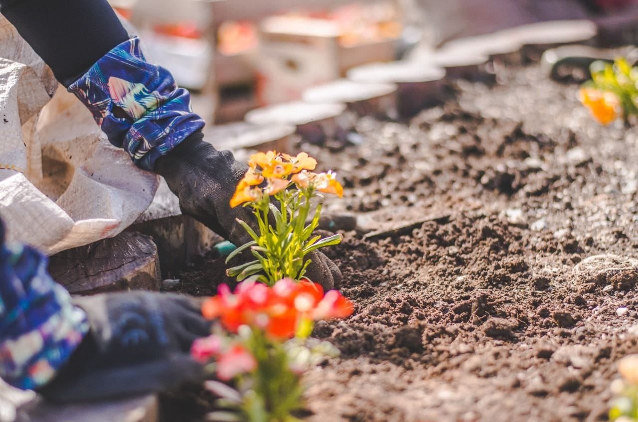 Las plantas colocadas en los diferentes espacios, son de producción propia.