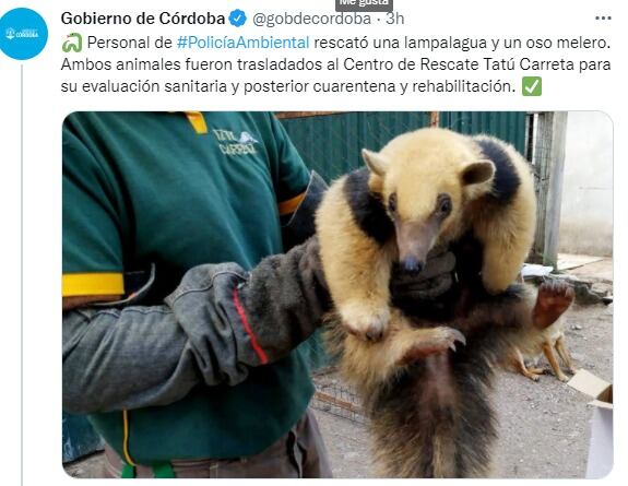 Un ejemplar de Oso Melero, rescatado en buen estado.