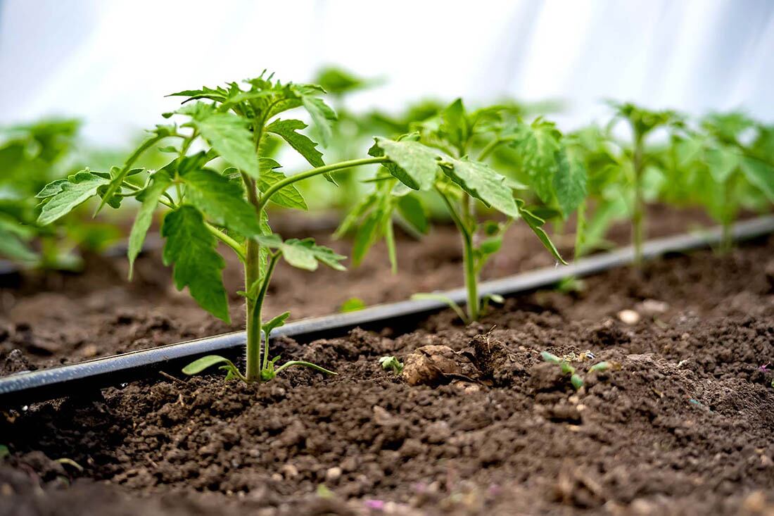 seedlings of cucumbers in a greenhouse on irrigation.