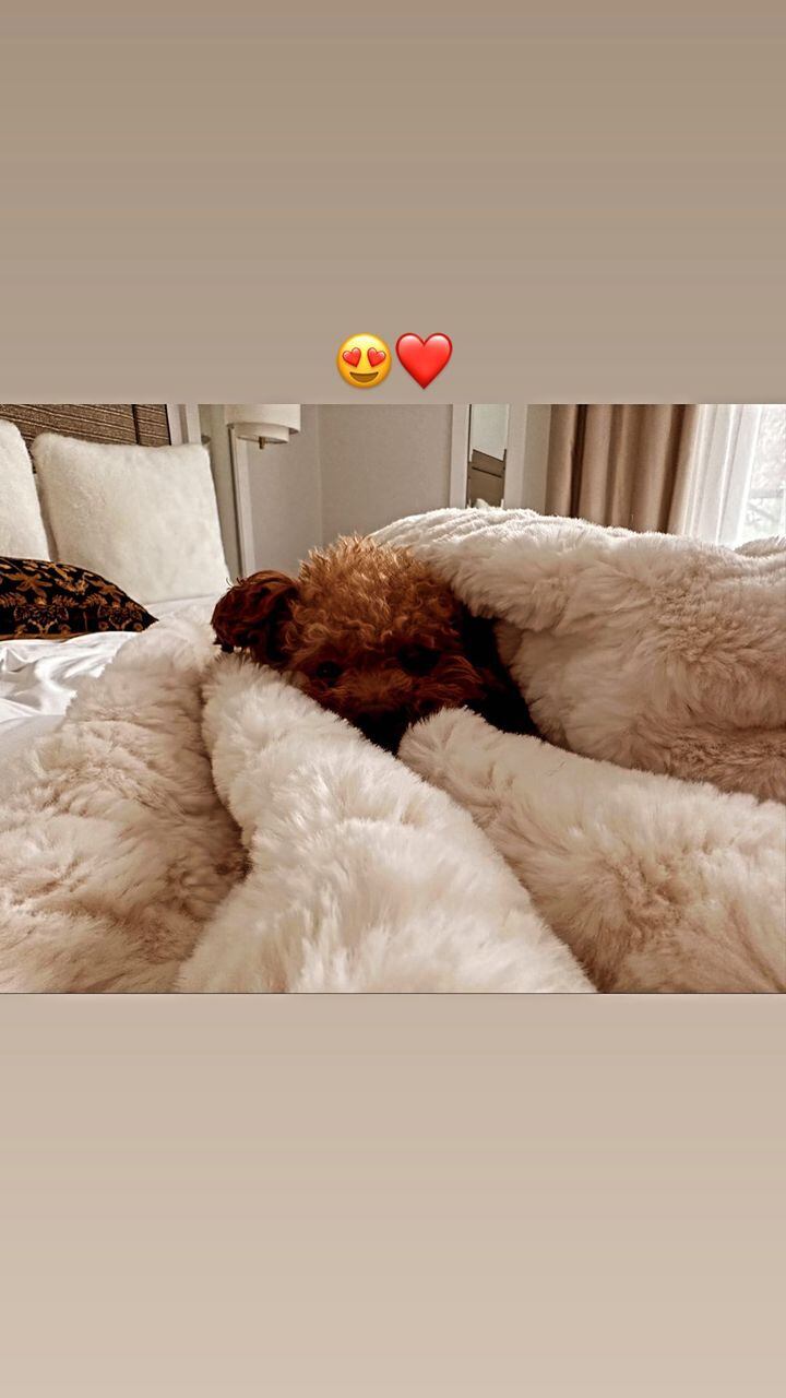 Antonela Roccuzzo le sacó una foto en la cama a Abú, uno de los perros que tiene en su casa.