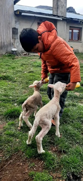 Benjamín, el pequeño héroe de Chubut que rescató dos corderos.