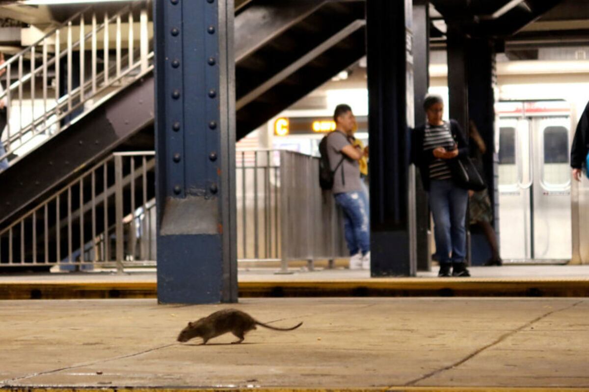 Preocupa en Nueva York la invasión de ratas: los videos más impresionantes