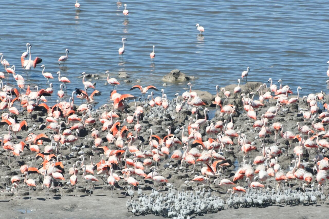 Flamencos y sus crías en una colonia del Mar de Ansenuza.