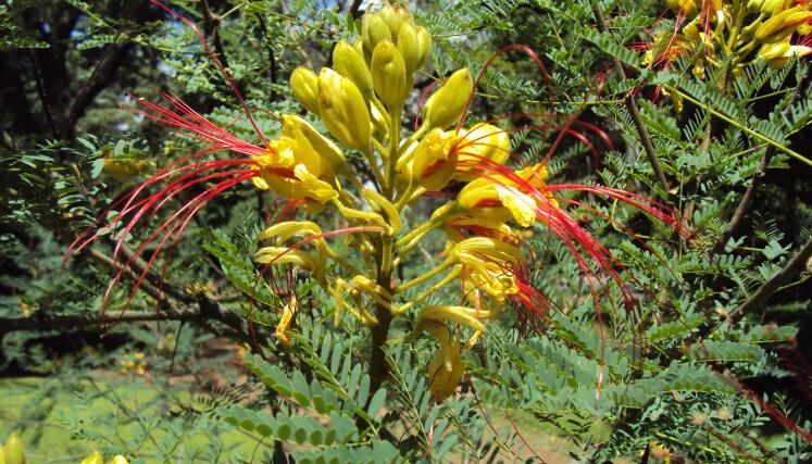 Barba de Chivo, la flor de Carlos Paz