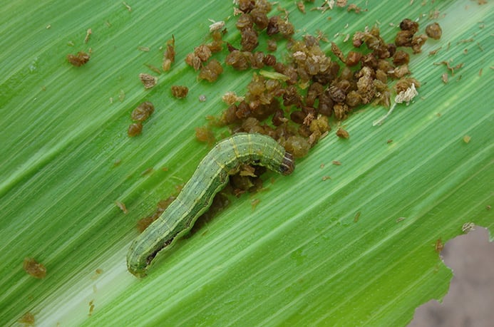 gusano cogollero