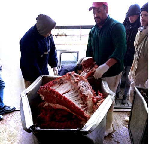 Cerdo positivo de triquina en Tres Arroyos