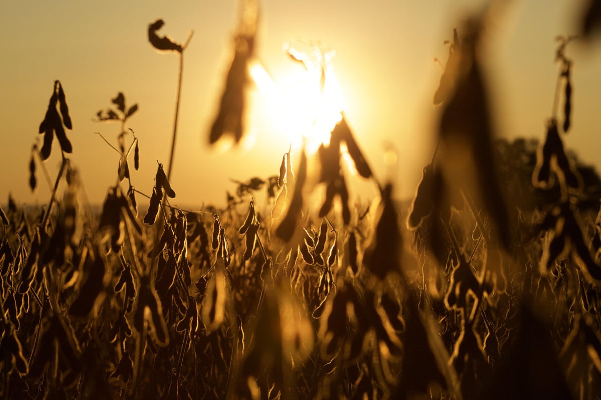 UNA LUZ. En las zonas donde las condiciones climáticas fueron adecuadas, la soja mostró en Córdoba resultados satisfactorios. (Prensa Aapresid)