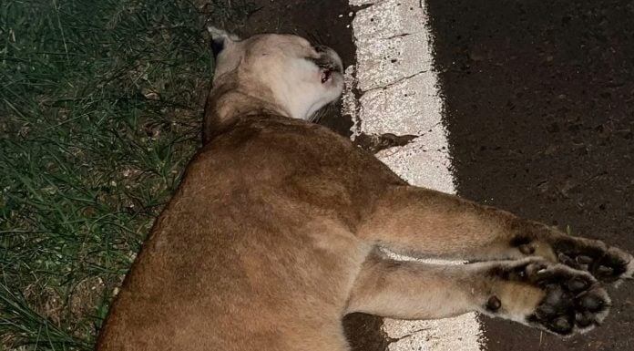 Detuvieron a un joven acusado de atropellar y matar a un puma en Puerto Iguazú.