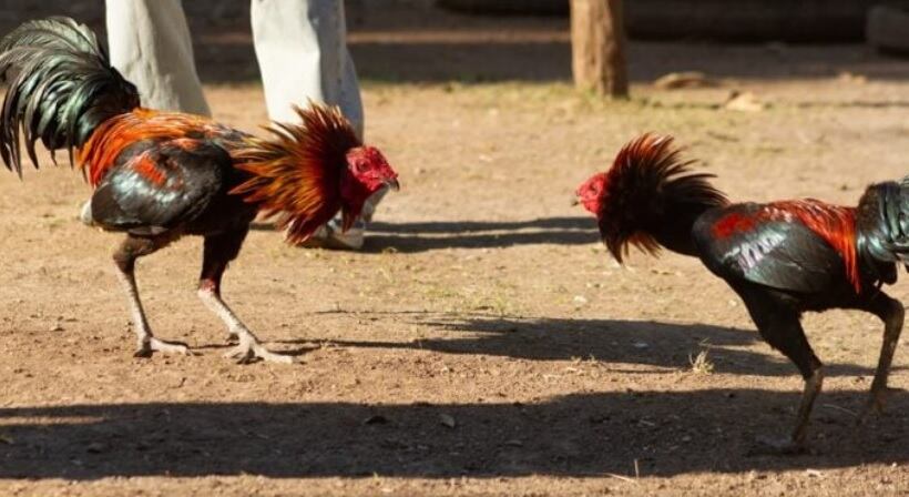 El Soberbio: amenazaron de muerte a un hombre si no devuelve un “gallo de riña”. Imagen ilustrativa. Archivo.