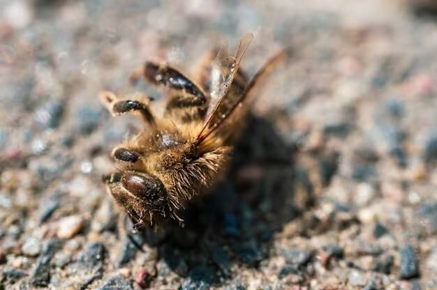 Entre los significados que tiene encontrar una abeja muerta, se encuentra la de advertencia de peligro.