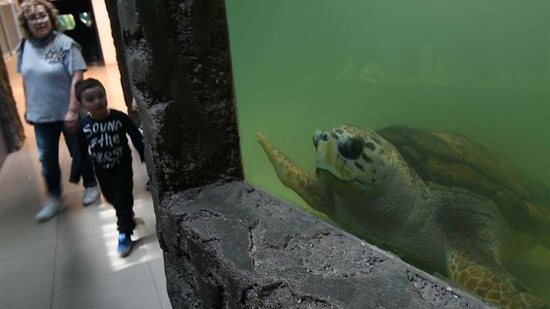 El tortugo llegó al Acuario Municipal hace más de 30 años. Es uno de los animales más populares pero vive en un habitat muy pequeño.