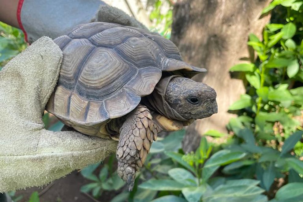 Justiniano Posse. Los animales recuperados (Gentileza Policía Ambiental).