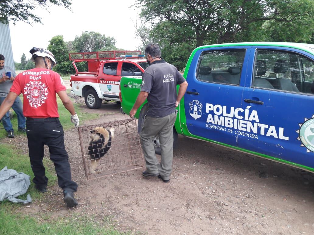 Rescate de oso melero en Córdoba. (Policía de Córdoba)